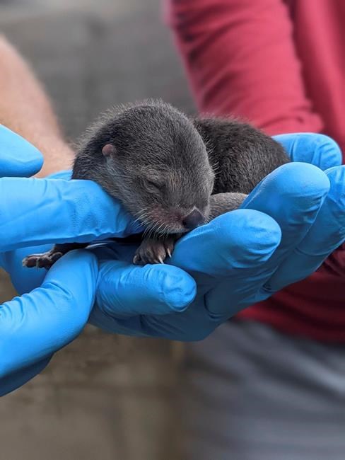 In this photo provided by Zoo Miami, a North American river otter pup, born on Friday, Feb. 5, 2021, is held at the zoo in Miami. Zoo Miami is celebrating the birth of three North American river otter pups. THE CANADIAN PRESS/AP-HO, Zoo Miami, Sean Juman