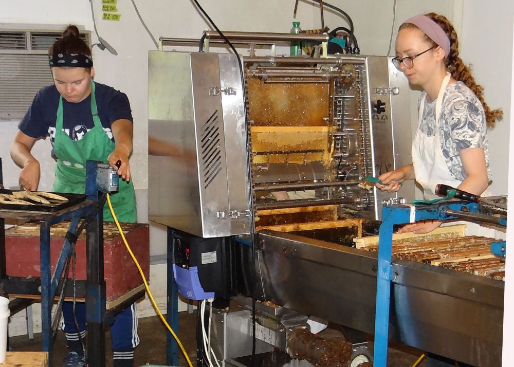 WES KEATING / THE CARILLON
Dorothea Schultz and Carolyn Dyck work at the uncapper equipment, preparing frames for the extractor.