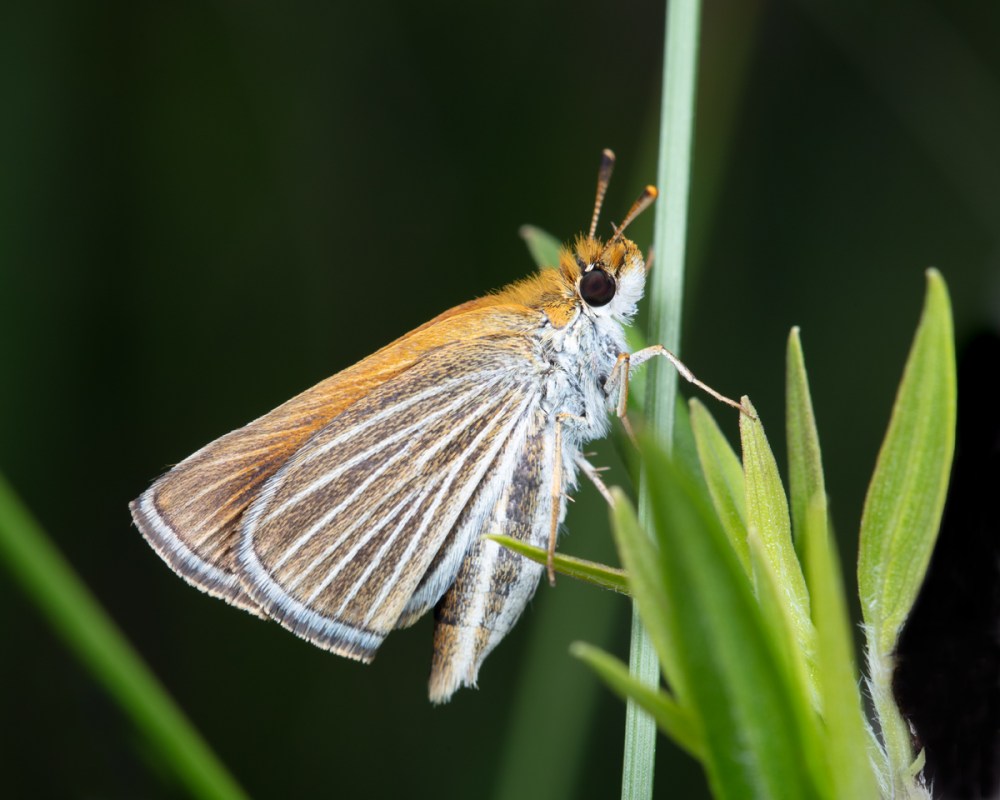 David Pavlik
Less than 500 Poweshiek skipperling butterflies are estimated to exist in Manitoba and Michigan.