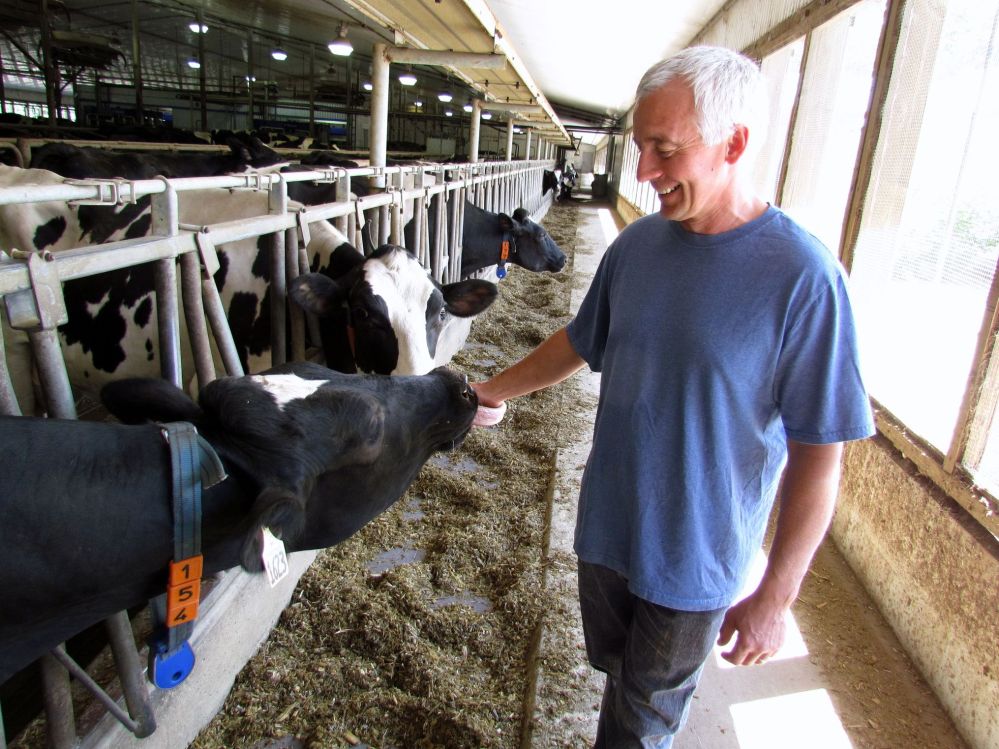 PHOTO BY TERESA CICCARELLI
David Wiens, vice-president of Dairy Farmers of Canada, is seen on his Grunthal-area dairy farm, Skyline Dairy.