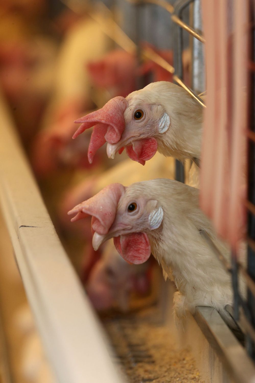 MANITOBA EGG PRODUCERS
Laying hens in an enriched housing system at the Sunnyside Hutterite Colony.