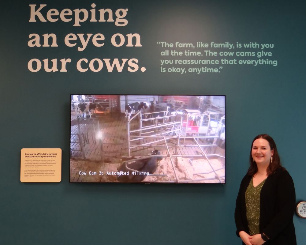 WES KEATING / THE CARILLON
Many farms in Manitoba use a “Cow-Cam” in the barn, offering dairy farmers a way to watch their cows without disturbing them.