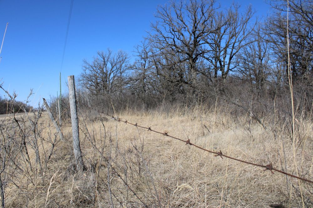 Greg Vandermeulen / The Carillon
RM of Hanover council has denied an attempt to turn this heavily treed property, located near Grunthal’s Centennial Park, into a gravel pit.