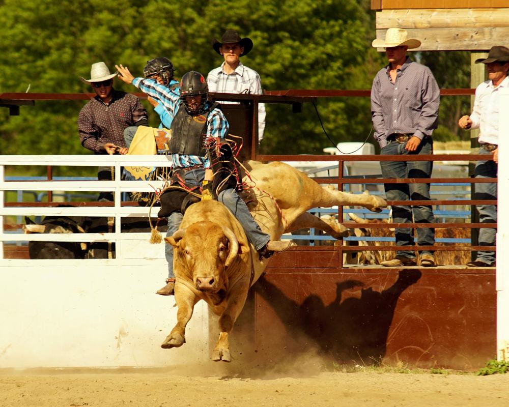 PHOTO COURTESY OF JOSH KERDA
Kerda grips the braided rope tightly as the bull sharply twists from underneath him. Kerda will compete in next week’s Hanover Ag Fair bullriding competition. More information on the event can be found at hanoverag.com.
