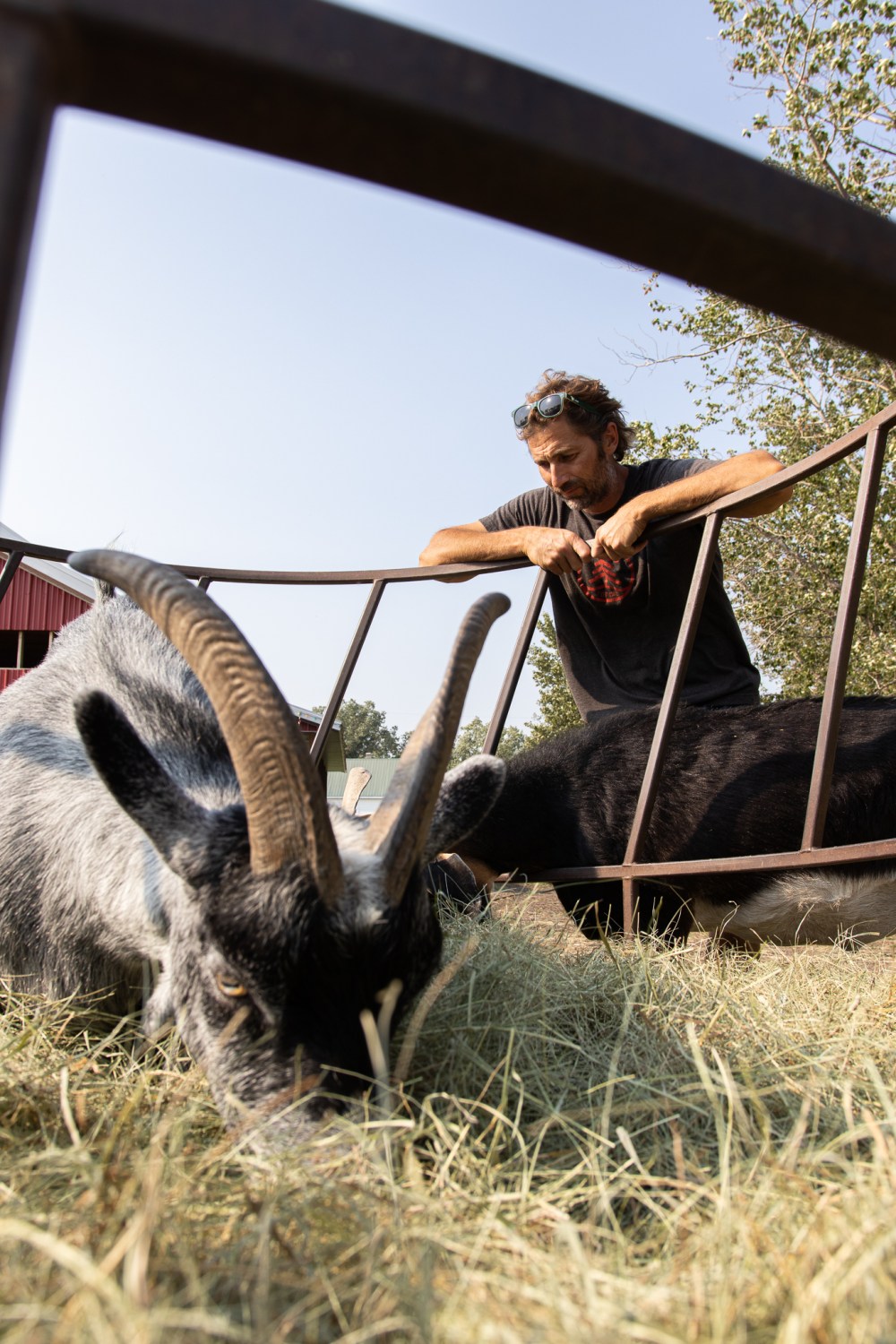TIMOR SYROTA / THE CARILLON
Owner of Kismet Creek Farm Karl Schoenrock ponders the future as his ram eats hay.