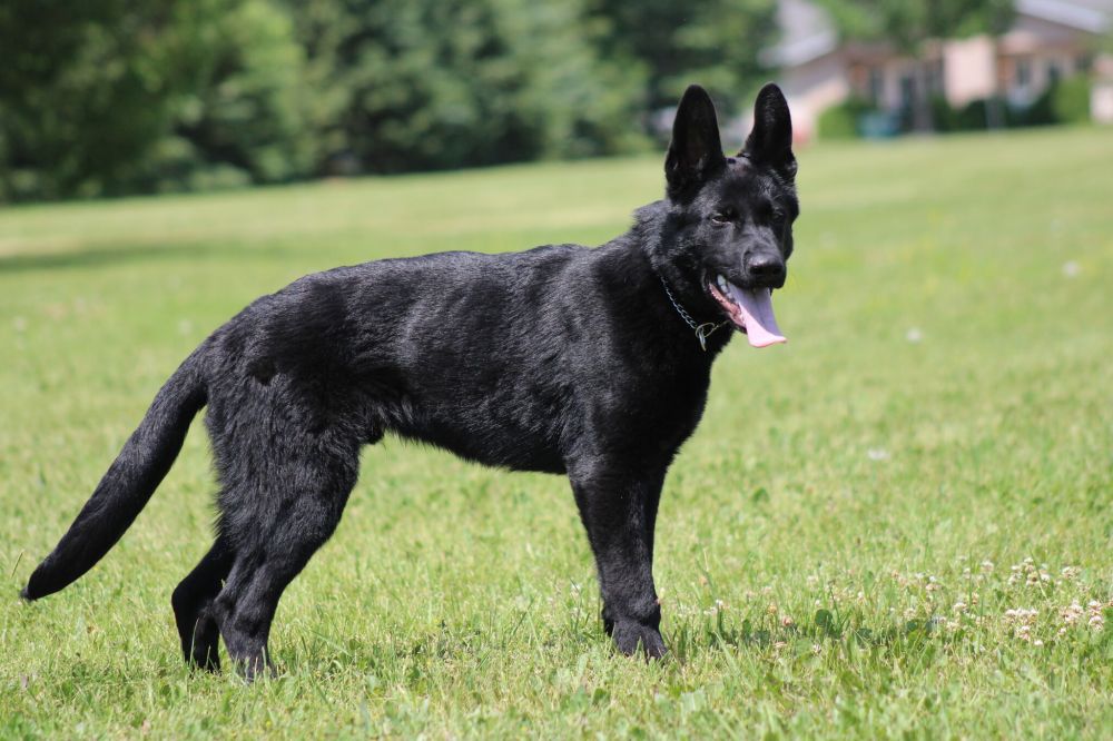GREG VANDERMEULEN / THE CARILLON
Pixel is the first all-black German Shepherd that Const. Justin Neufeld has worked with.