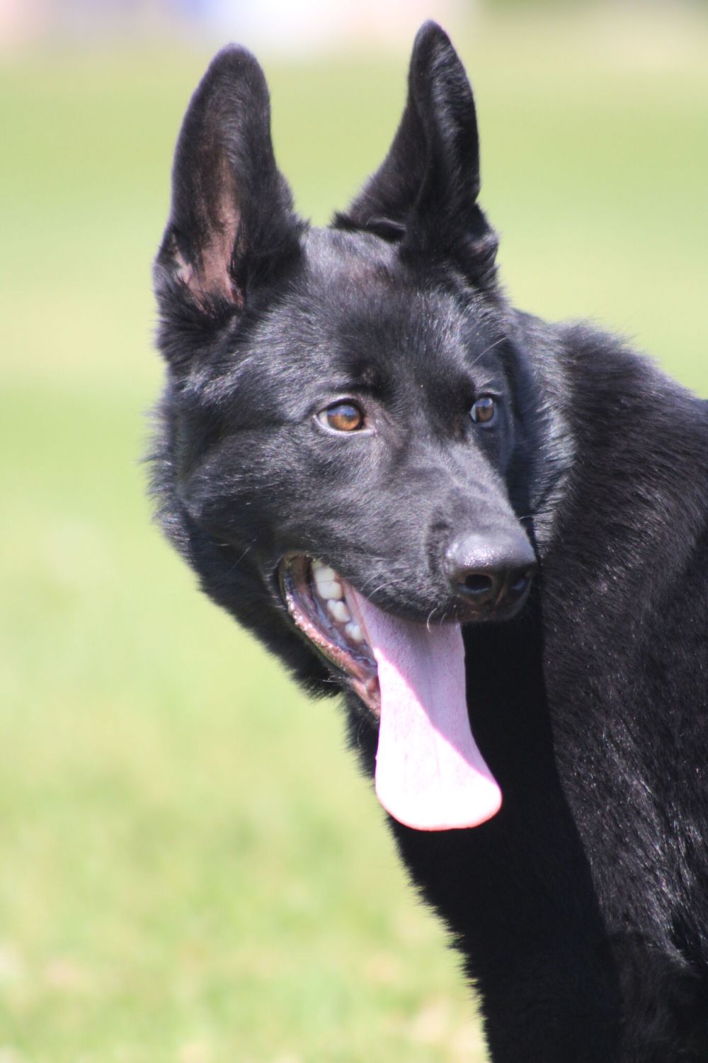 GREG VANDERMEULEN / THE CARILLON
Pixel is the first all-black German Shepherd that Const. Justin Neufeld has worked with.