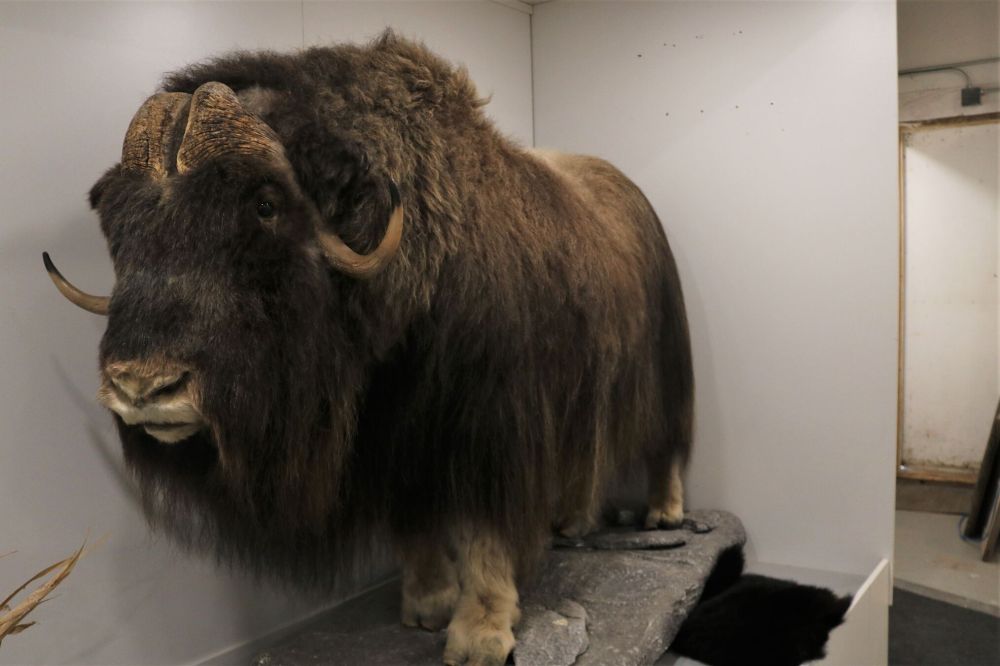 NICOLE BUFFIE / THE CARILLON
A mounted muskox, a hoofed mammal native to the Arctic, is one of the hundreds of furry creatures on display at Reimer’s museum.