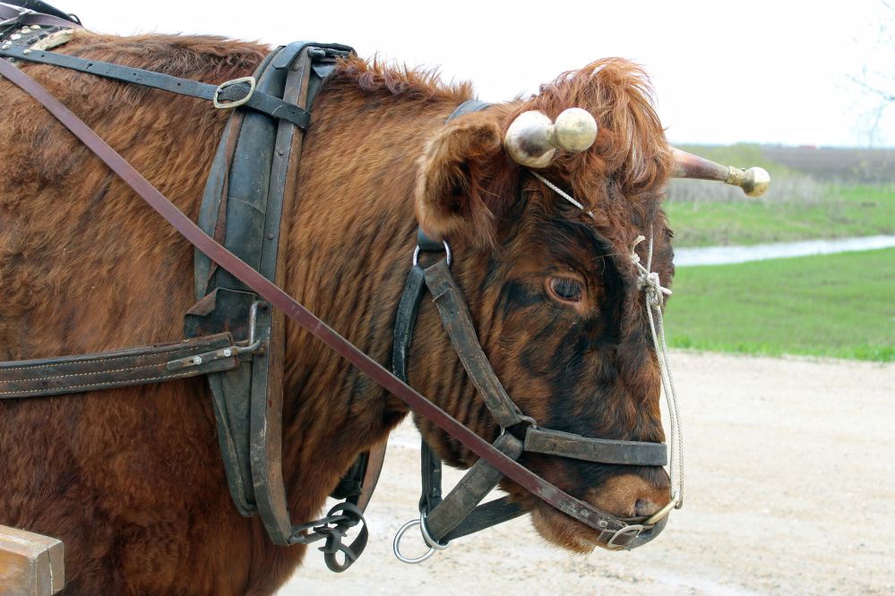 JORDAN ROSS / THE CARILLON
Two-year-old Zik will pull Doerksen’s cart 870 kilometres to St Paul, Minn., then get trailered home.