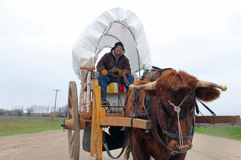 JORDAN ROSS / THE CARILLON
Terry Doerksen and Zik the ox travel down Rat River Road between Otterburne and St Pierre on Friday.