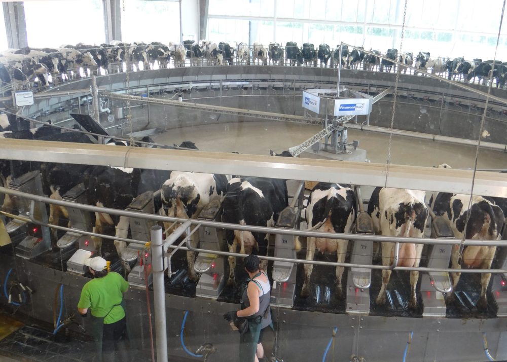 WES KEATING THE CARILLON
Staff takes care of milking chores in the 80-cow rotary system, milking over 800 cows in three hours, at Pennwood Dairy.