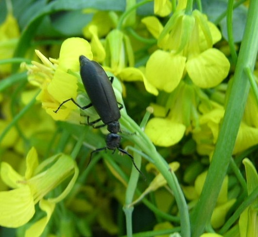 John Gavloski Manitoba Agriculture, Food and Rural Development 

Black blister beetle.
