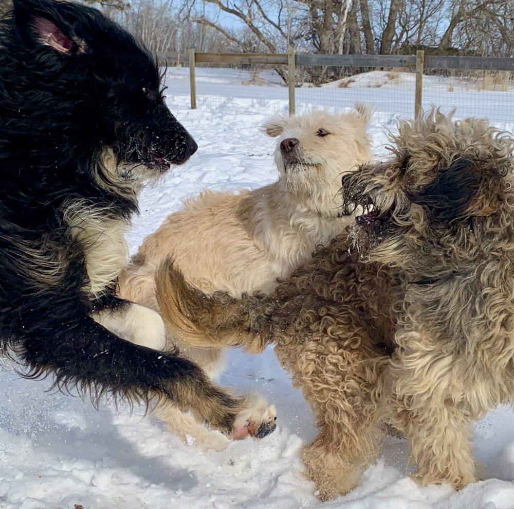 CANDICE CRONIN
Candice Cronin’s dog Willow (centre) plays with the two Bernedoodles sold on consignment through Grunthal Auction Service. Cronin said the condition of the two dogs is improving after receiving medical care and food.