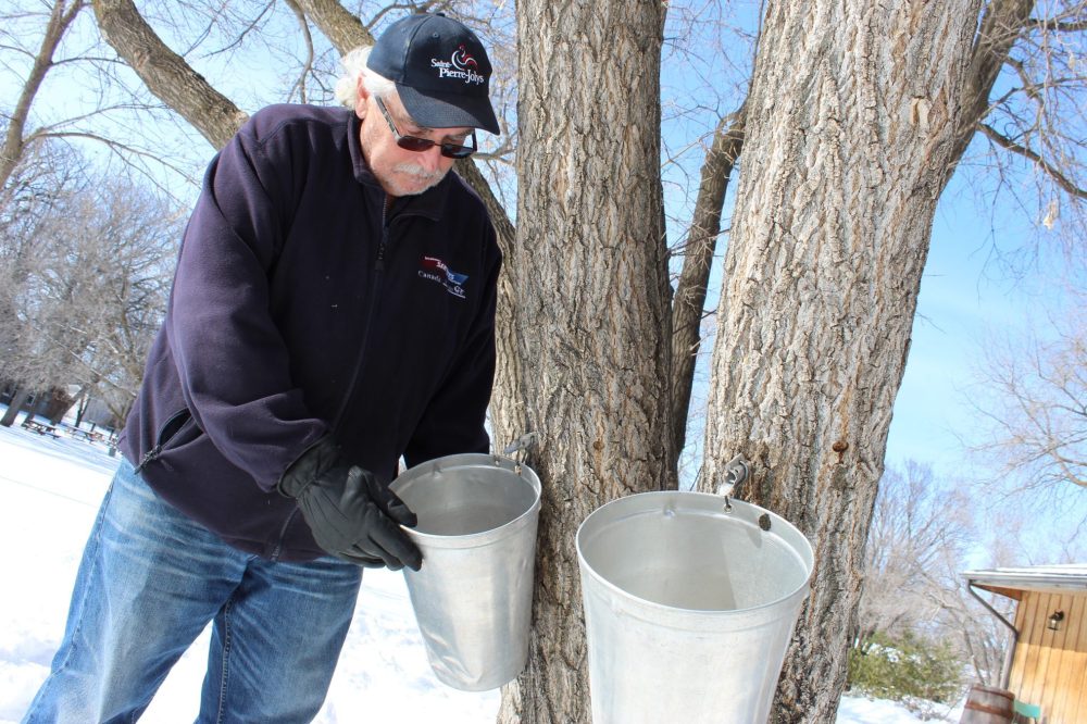 Much ado about maple in St Pierre – The Carillon
