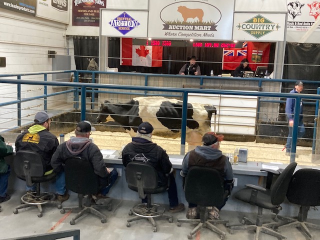 SUPPLIED PHOTO
Livestock is in the ring during the auction held April 11 at the Grunthal Livestock Auction Mart.