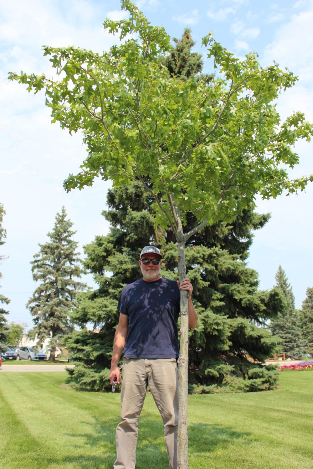 CHRIS GAREAU The Carillon
Steinbach arborist Chris Freund with his cherished Manitoba maple near city hall.