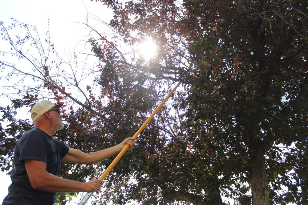 CHRIS GAREAU The Carillon
Steinbach arborist Chris Freund always has pruning, planting, and planning to do to upkeep the city’s urban forest.