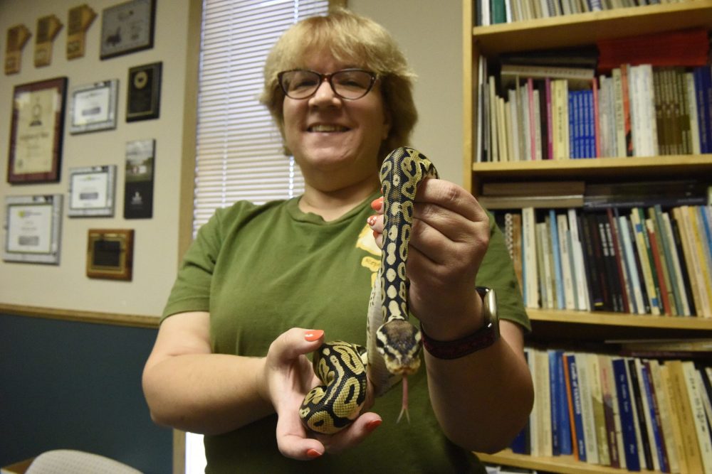 SVJETLANA MLINAREVIC The Carillon
Annette Lyss from Boberta's Dragons Reptile Rescue holds Leia, a ball python which can live for 40 years. The rescue takes in all reptiles that need care and a home. The rescue has been open since April 2022 and has since then rescued more than 35 animals.
