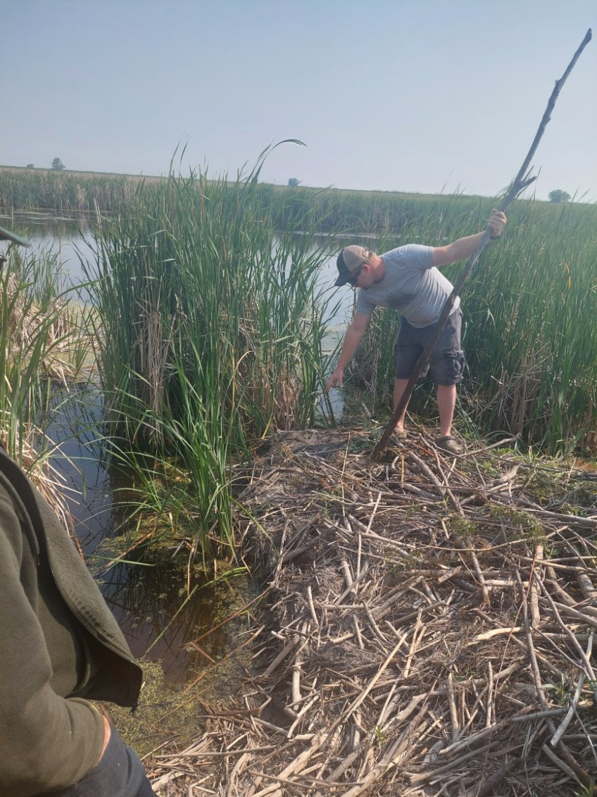 Submitted
Kyle McCosh demonstrating how to trap a beaver at Oak Hammock Marsh.