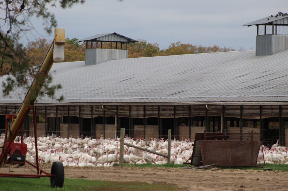 CHRIS GAREAU THE CARILLON
Green Pastures Farm.