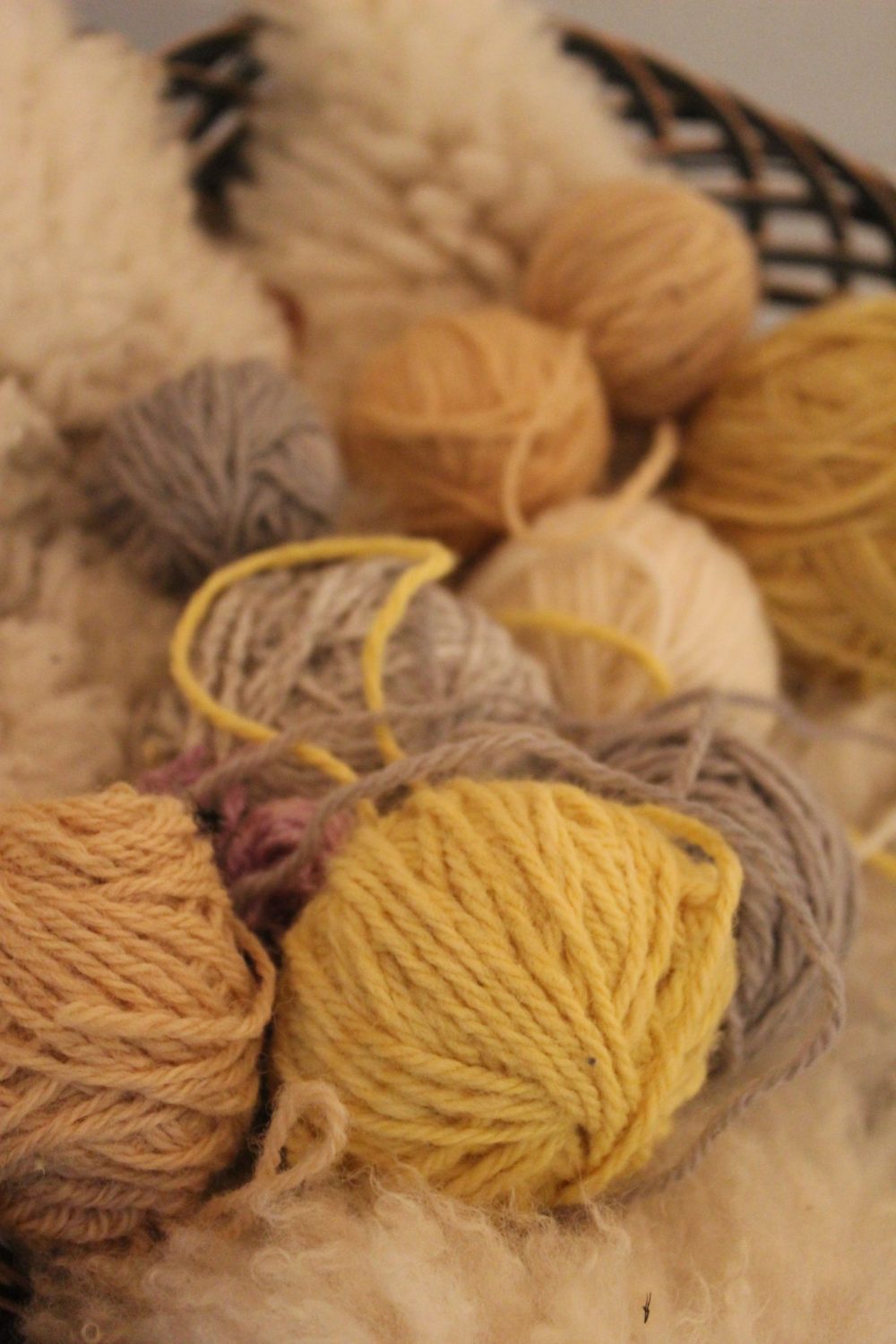 CHRIS GAREAU THE CARILLON
Yarn made from their wool is dyed a variety of colours.