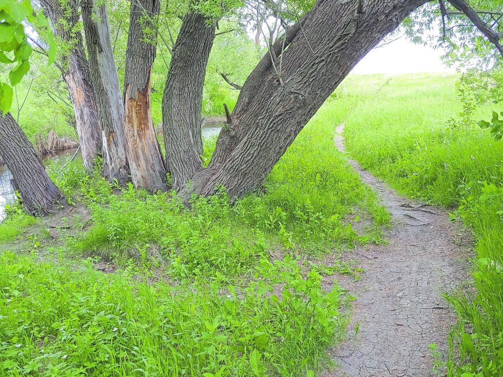 Submitted
Trail along Blind Creek close to Steinbach
The EastMenn Historical Committee is working on a Mennonite pilgrimage in southeastern Manitoba called the Peace Trail. It will take people from one historical Mennonite site to another here in what is known as the East Reserve, starting at the Mennonite landing site close to St. Agathe at the junction of the Rat and the Red River and the terminus would be at the Steinbach museum where there is a new peace garden. It is about 52 kilometres long.