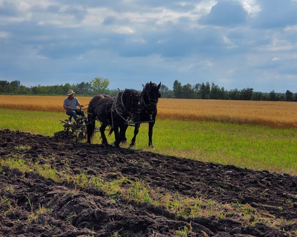 JANET KEHLER
Harold Kehler with his team of Percherons at a club plowing event held in 2020.