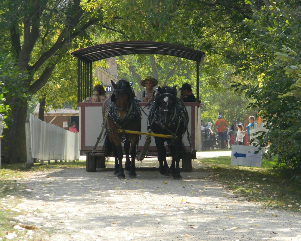 JANET KEHLER
John Hildebrand with his team offers rides down the shaded streets at the Mennonite Heritage Village.