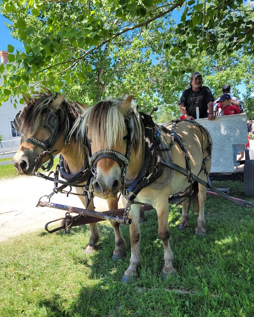 JANET KEHLER
Melvin Rush giving rides with his team of Norwegian Fjords during Pioneer Days at the Mennonite Heritage Village Museum.