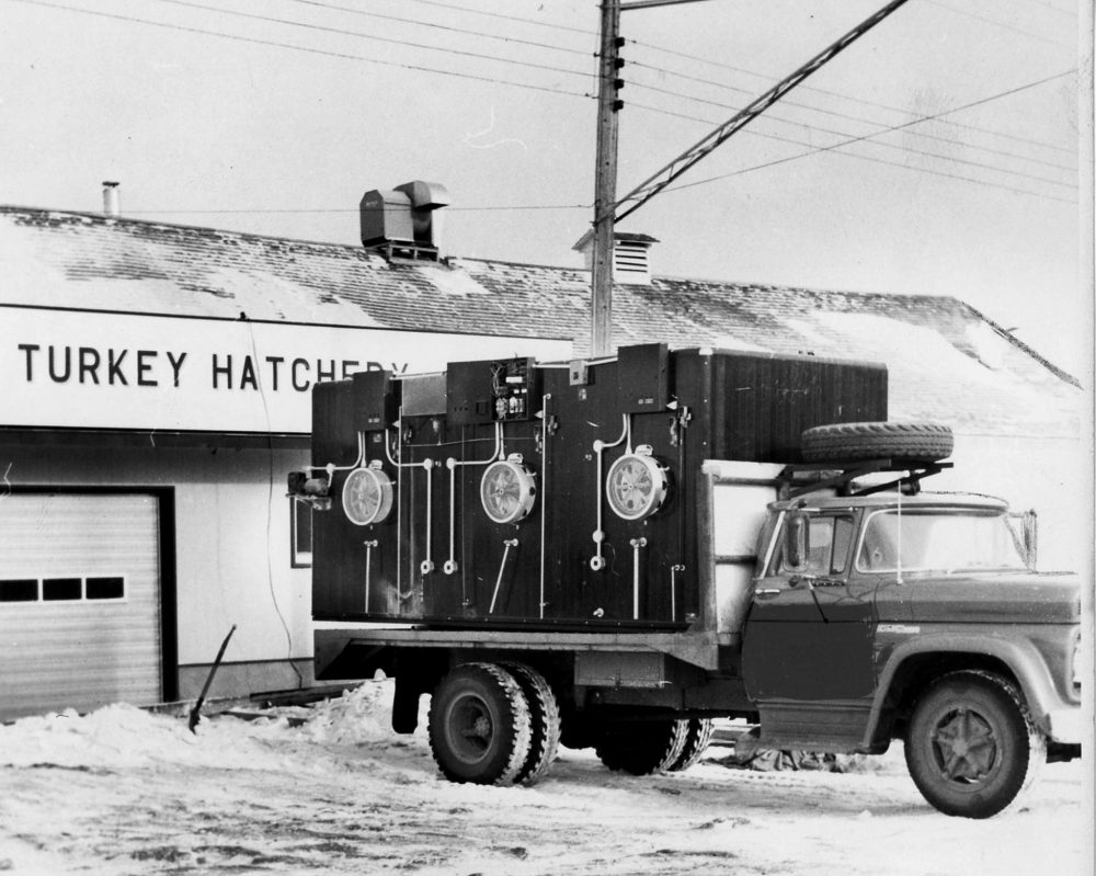 CARILLON ARCHIVES
Resourceful Blumenort area turkey producers started their own hatchery when area hatcheries switched to chickens-only operations.