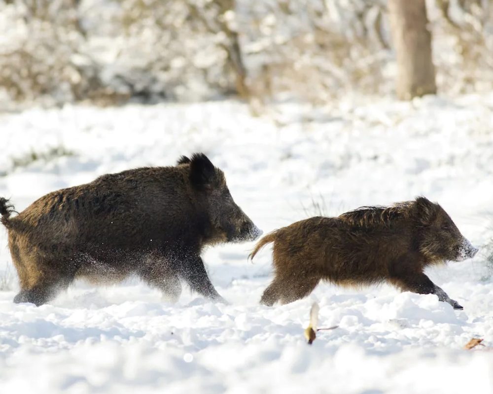 SQUEAL ON PIGS
Wild pigs come in different sizes and colours, but are mostly brown or black with coarse, bristly hair. Males typically have larger heads and tusks.