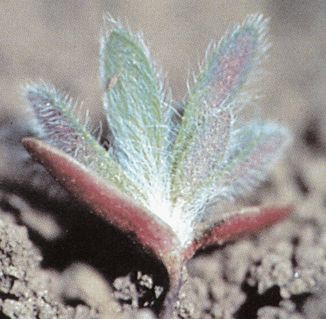 MANITOBA AGRICULTURE
Kochia emerging from the soil.