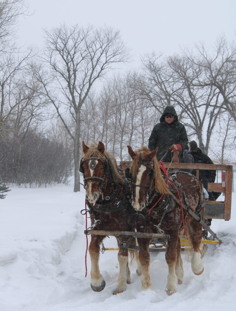 GREG VANDERMEULEN CARILLON ARCHIVES
While the snow cover is much less than last year, sleigh rides are once again on the schedule for the MHV winter carnival.