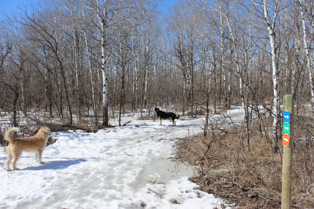 CHRIS GAREAU THE CARILLON
Ski markers point the way for visitors to Monominto Trails near Ste Genevieve last weekend. An active transportation plan ordered by Tache council suggests expanding the trails by approaching area land owners and MB Hydro to use their space.