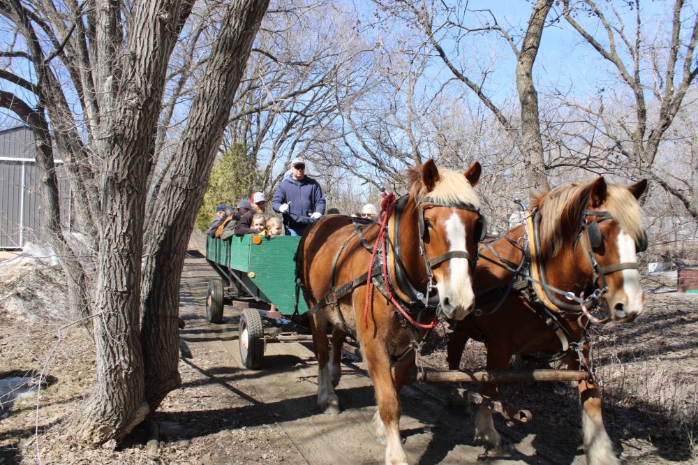 GREG VANDERMEULEN THE CARILLON
Horse drawn wagon rides were a popular activity.