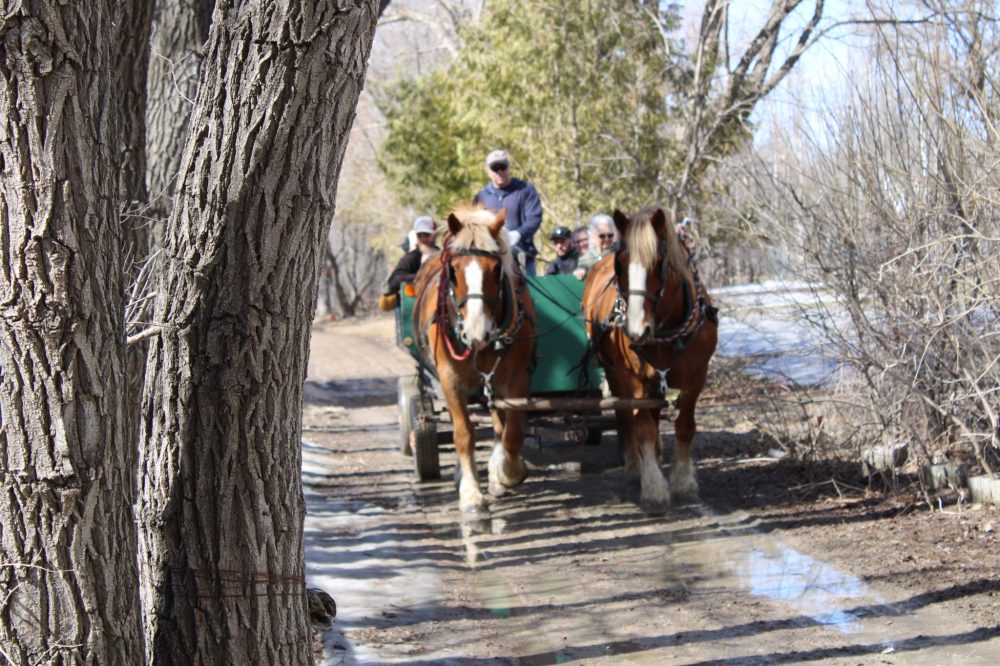 Horse drawn wagon rides were a popular activity.