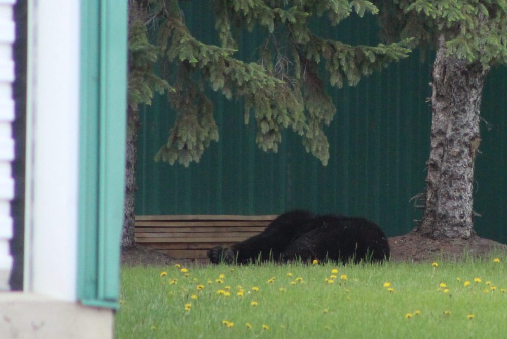 CHRIS GAREAU THE CARILLON
A black bear that ran into a Steinbach residential backyard was put down by RCMP on Victoria Day.