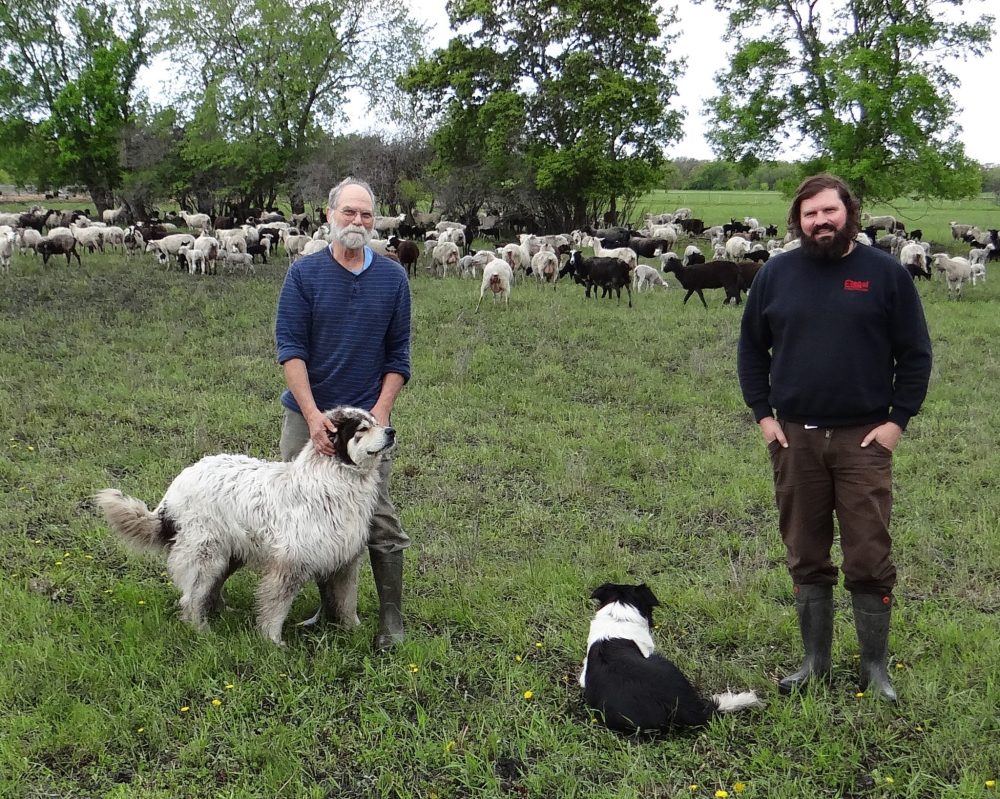 WES KEATING THE CARILLON
The guardian dog with Randy checks the driveway for unwanted visitors while Opus, the border collie, has an eye on the flock, as he waits for Mitch to give him the signal to begin herding the sheep.