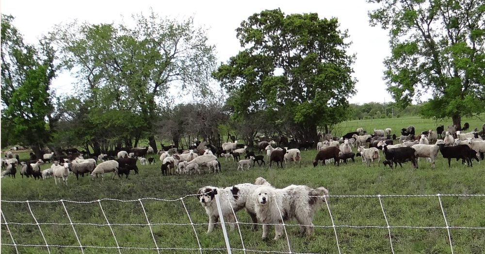 WES KEATING THE CARILLON
Any predator that manages to get past the electric fence surrounding the pasture, will receive a rude welcome from these two.