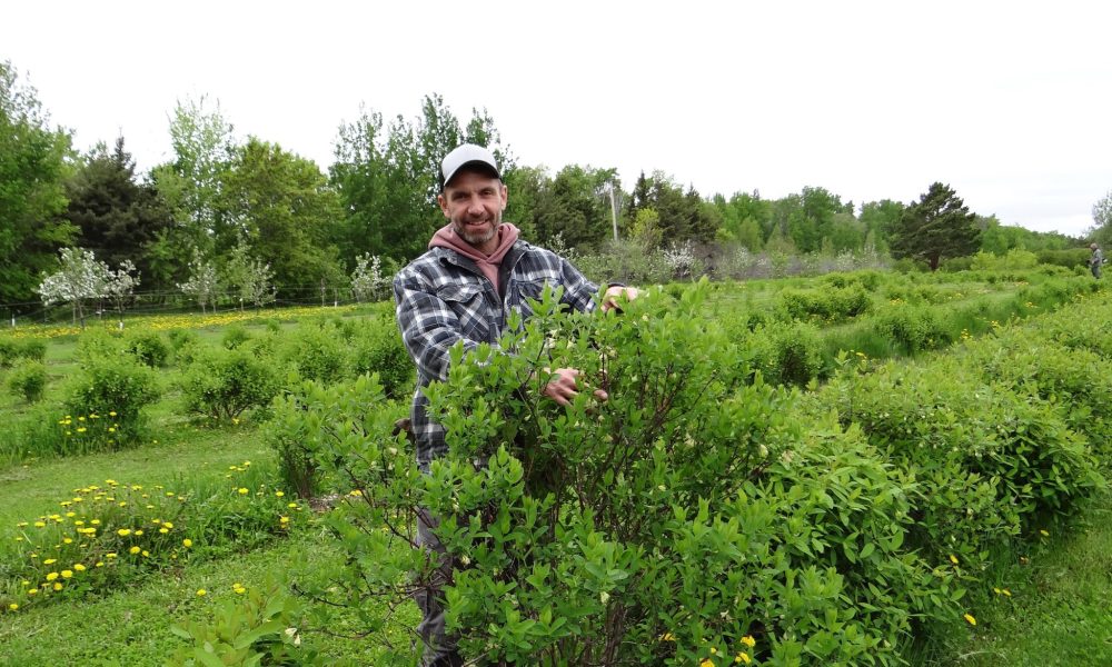 WES KEATING THE CARILLON
Everett Gibson can expect the first wave of pickers to visit their berry farm to be arriving any day now.