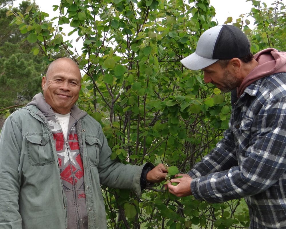 WES KEATING THE CARILLON
Romy Pamplona arrives from the Philippines every spring to help Everett take care of the berry bushes at Gibson Farm.