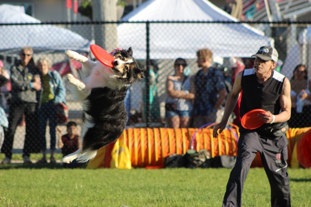 CHRIS GAREAU THE CARILLON
A good dog jumps up for the disc at the Diamond Disc Dog Show Saturday at the Niverville Fair.