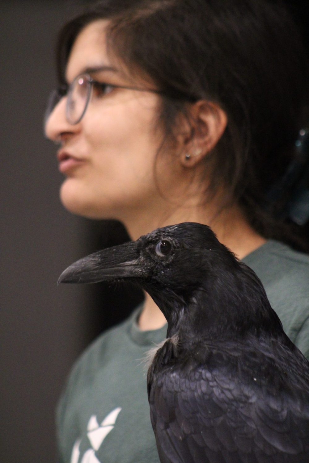 GREG VANDERMEULEN THE CARILLON
Kangee the raven is held by Julia Burcar.