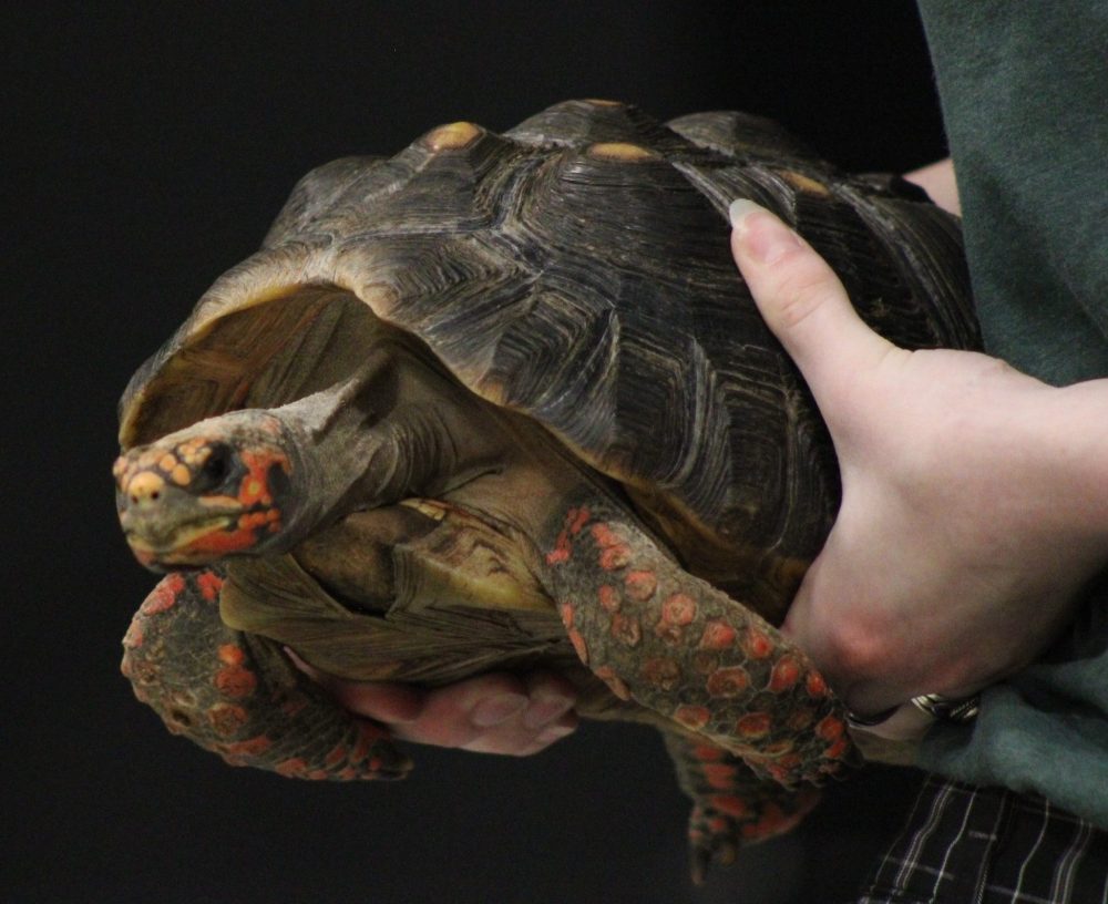 GREG VANDERMEULEN THE CARILLON
Rosie, the red footed tortoise came to the centre after it spent part of its life as a pet.