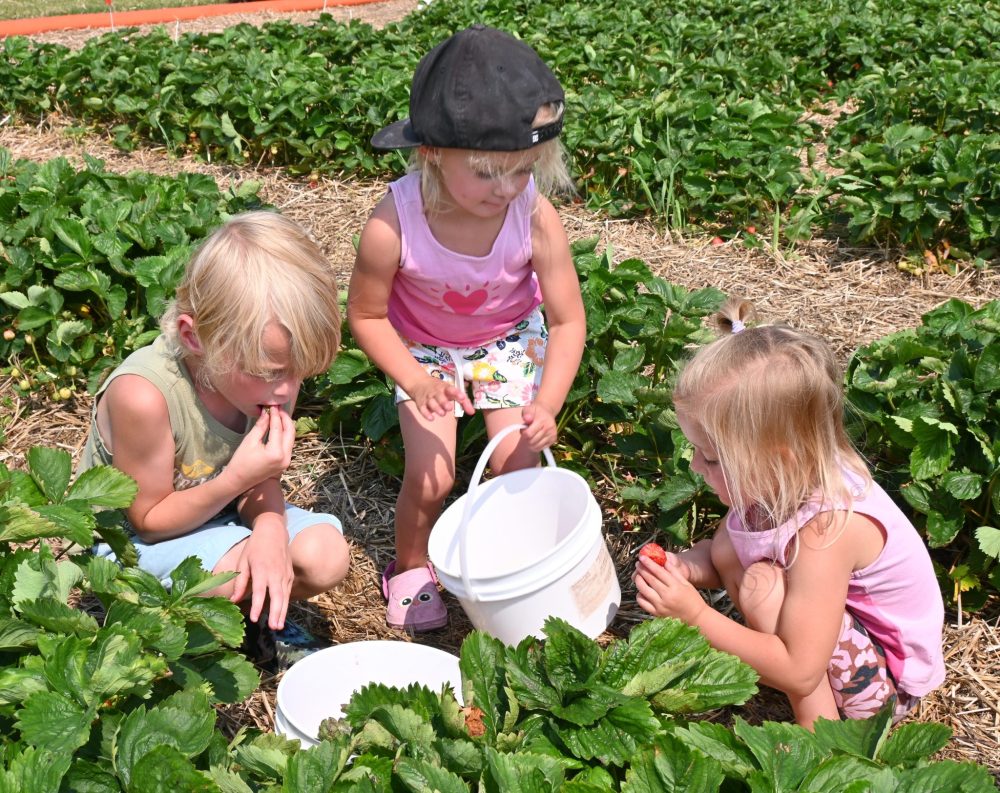 ALEX LAMBERT THE CARILLON
From left, Zayne, Arya and Skylar Tomson collect strawberries to fill buckets and mouths at the Friedensfeld Honey and Berry Farm on Monday.