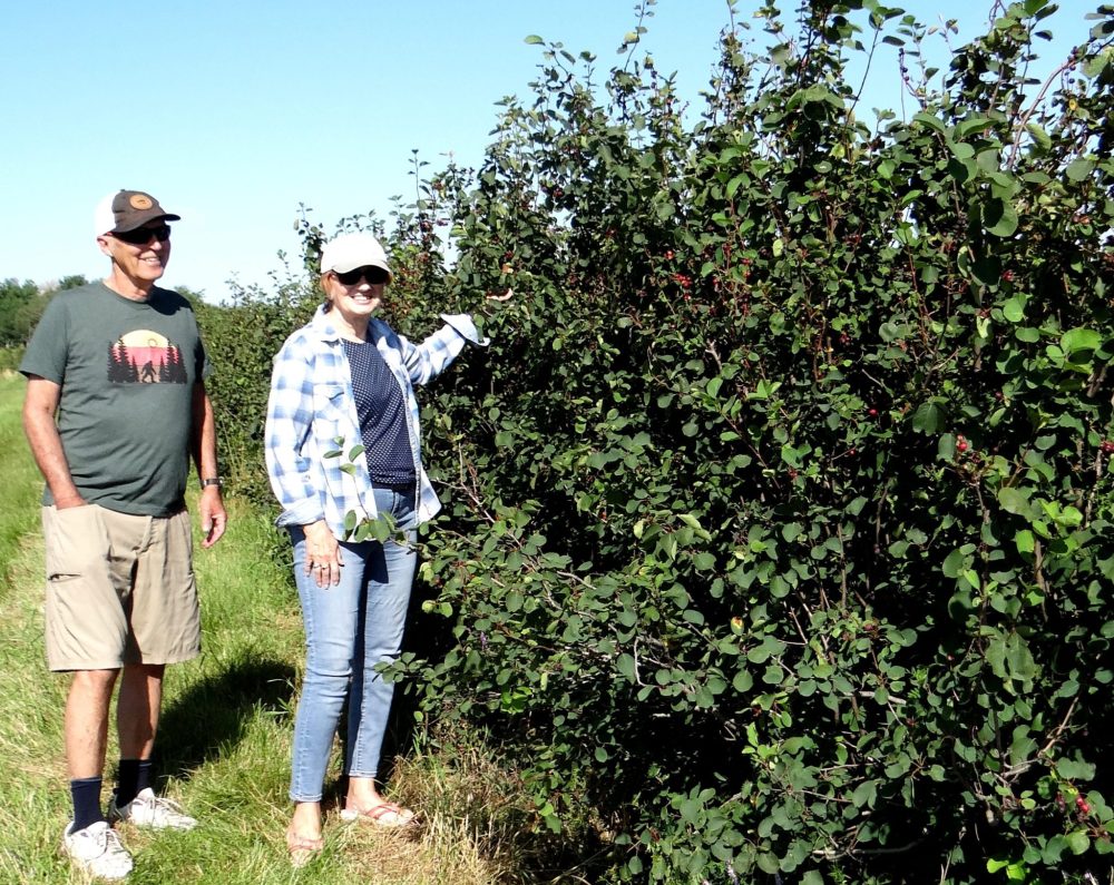 WES KEATING THE CARILLON 
Harvey and Karen Enns have been growing saskatoons on three acres of their Grunthal area farm since 2011.