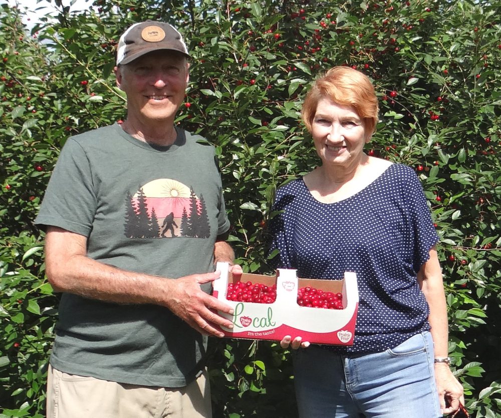 WES KEATING THE CARILLON 
The 2024 saskatoon crop was disappointing, but the sour cherries were plentiful at Rock Creek Saskatoons this year.