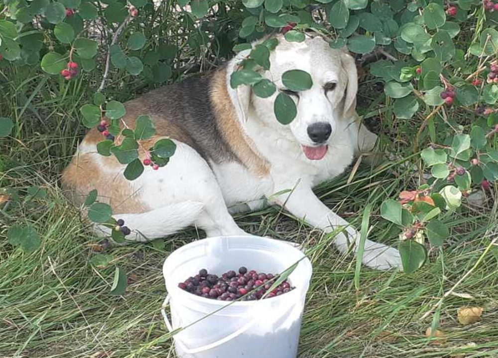 ROCK CREEK PHOTO 
In his final year as a friendly greeter at Rock Creek Saskatoons, Darby relaxes in the shade of a saskatoon bush. After 15 years, the friendly beagle, who loved eating the saskatoons he would strip off the lower branches, died this summer.