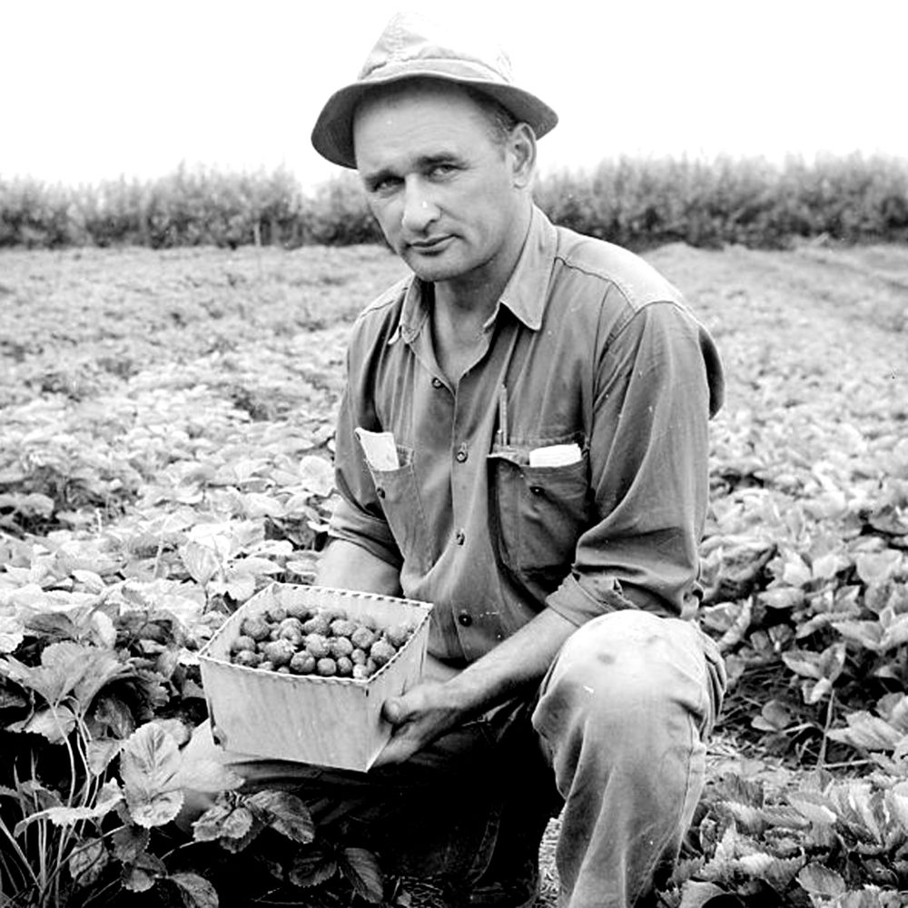 CARILLON ARCHIVES
Co-op Manager Bill Wowk with a basket of top-grade strawberries, part of a bumper crop the Reynolds Fruit Growers Co-op grew at Hadashville this year.