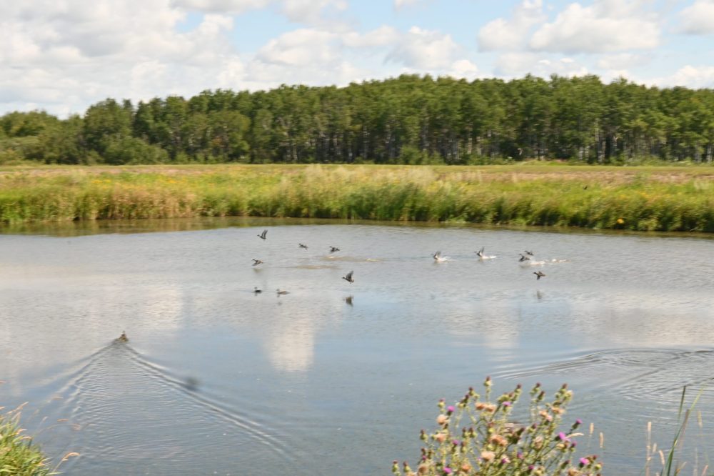 ALEX LAMBERT THE CARILLON
Ducks swim across the Ducks Unlimited Canada cells some say are partially to blame for the flooding north of the ponds.